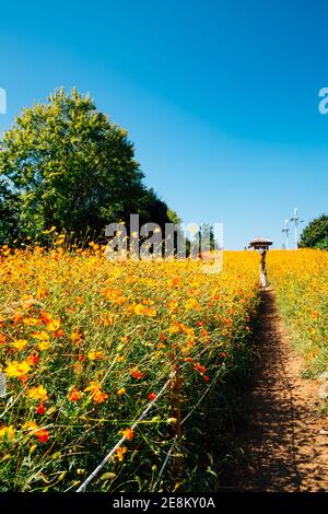 Yellow cosmos flower field at Olympic park in Seoul, Korea Stock Photo