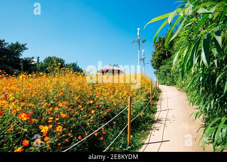 Yellow cosmos flower field at Olympic park in Seoul, Korea Stock Photo