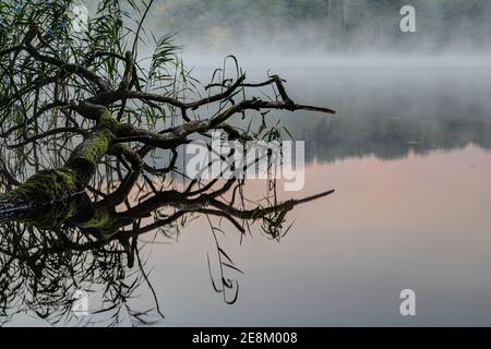 Autumn morning mood at lake Küchensee near the town of Ratzeburg in Northern Germany. Fog rises and the dead tree trunk is reflected in the mirror-smo Stock Photo