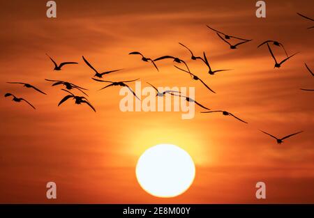 Flock of shorebirds (black skimmers) flying towards the setting sun, Galveston, Texas, USA. Stock Photo