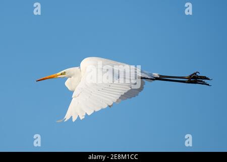 Great egret Egretta Alba in flight. Flying with spread wings in a clear blue sky. Side view, portrait close- up.Trencin, Slovakia Stock Photo