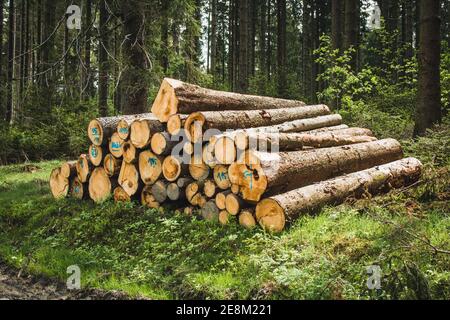 Stacked wood. Pile of logs in German conifer forest. Tree trunks in forest Stock Photo