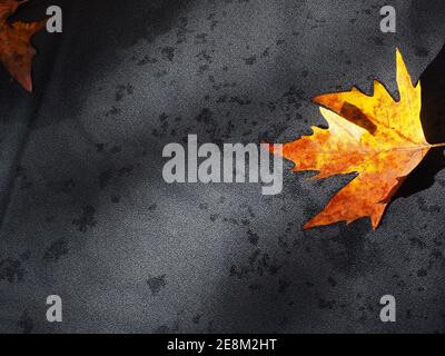 Single colourful leaf fallen on grey wooden boards on a rainy day Stock Photo