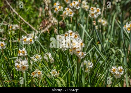 Clusters of miniature daffodils white with yellow centers a smaller flower head variety growing in a flowerbed on a sunny day in springtime Stock Photo