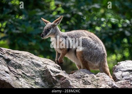 Yellow footed rock wallaby sitting on a rock Stock Photo