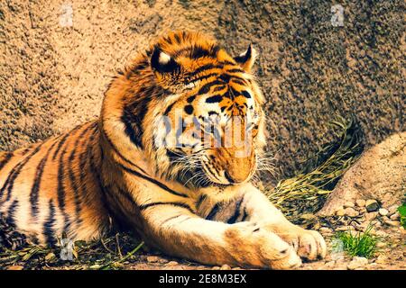 Tiger laying on a ground Stock Photo