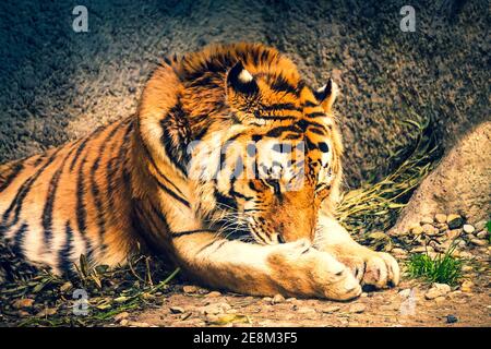 Tiger laying on a ground Stock Photo
