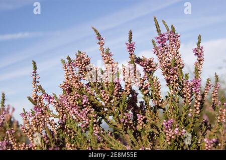 Purple heather, latin name Calluna vulgaris, blooming on heathland in Surrey. Stock Photo