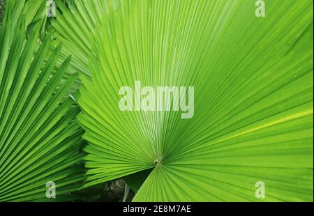 Vibrant Green Fan-liked Leaves of Panama Hat Palm Plants for Background or Banner Stock Photo