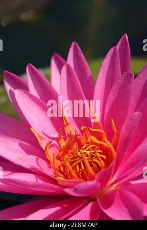 Closeup of Vibrant Pink Flammea Water Lily Blooming in the Sunlight Stock Photo