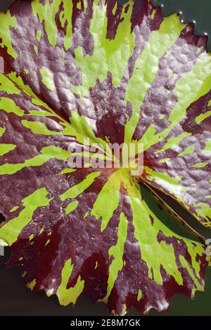 Pictch Color Two tone color background with water drops Stock Photo - Alamy