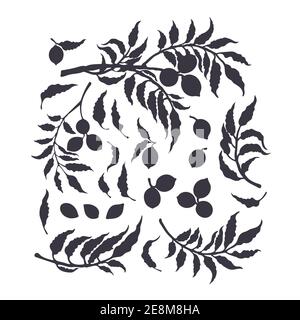 Pecan silhouette set. Vector tree, branch, nuts, leaf isolated on white background. Monochrome botany illustration. Healthy organic protein food. Natu Stock Vector