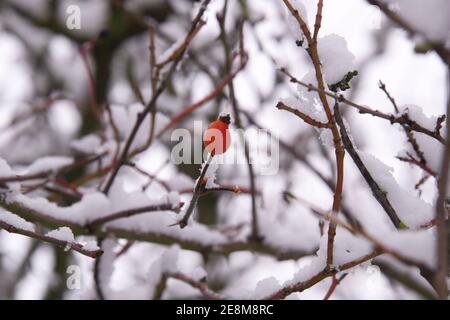 Red rosehip berries with snow, ice in winter Stock Photo