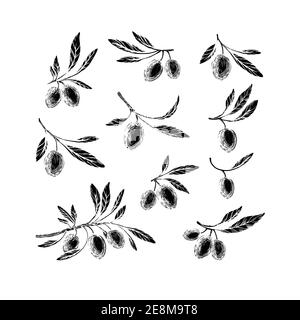 Olive Sketch Vector Art, Icons, and Graphics for Free Download