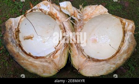 shell of tender coconuts into two pieces Stock Photo