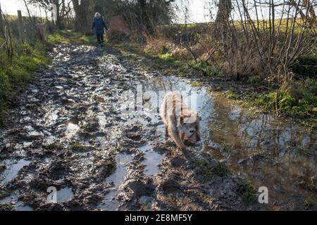 Dog walking. Wet and muddy dog walk on a muddy  footpath. Suffolk, UK. The terrier is a Border / Jack Russel cross age 17 years. Stock Photo