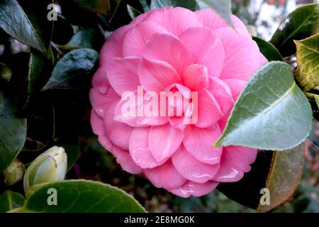 Camellia japonica ‘Pink Perfection’ Camellia Pink Perfection – formal double mid pink camellia,  January, England, UK Stock Photo