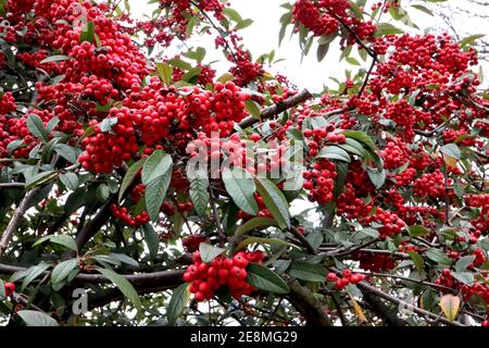 Cotoneaster ‘Saint Monica’ Masses of red berry clusters amid deeply veined dark green leaves,  January, England, UK Stock Photo