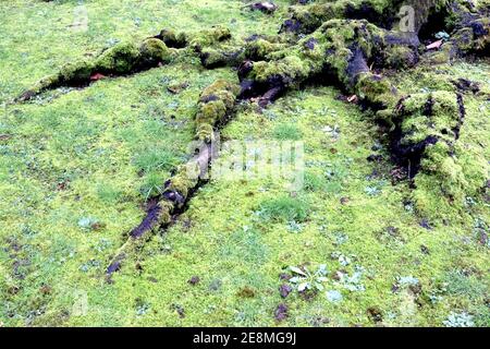 Bryophyta or moss lawn Stock Photo