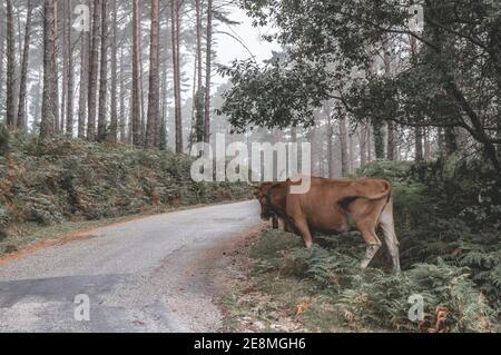 A big brown cattle walking through a narrow path in a forest with tall trees on a foggy day in autumn Stock Photo