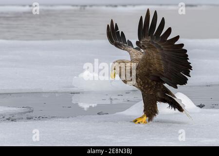 White-tailed Eagle (Haliaeetus albicilla) landing on sea ice with wings extended looking left Stock Photo