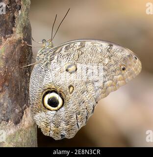 Forest Giant Owl Butterfly (Caligo eurilochus) hanging on a tree, soft light background Stock Photo