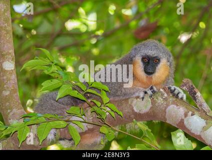 Dusky Titi Monkey in forest canopy making eye contact Stock Photo