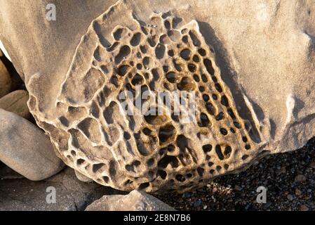 Tafoni on rock at the California Coast. Thee holes typically develop on sandstone and granite rocks Stock Photo