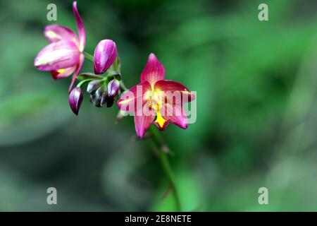 A maroon color orchid flower and few buds Stock Photo