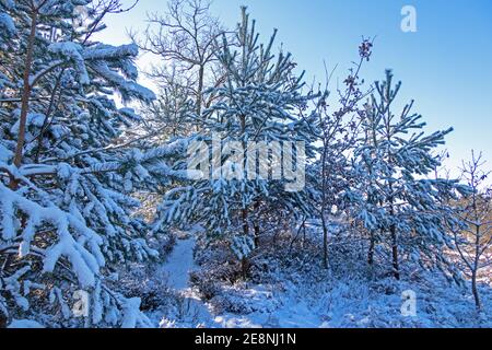 Winter in Neugraben Heath, Harburg, Hamburg, Germany Stock Photo