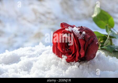 Dark red rose in the white snow, love symbol and holiday gift in winter like valentins day, copy space, selected focus, narrow depth of field Stock Photo