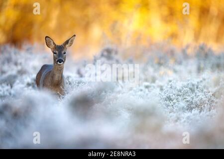 Young roe deer buck on a frosty morning at sunrise Stock Photo