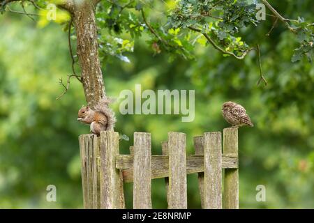 Little owl and grey squirrel on fence Stock Photo