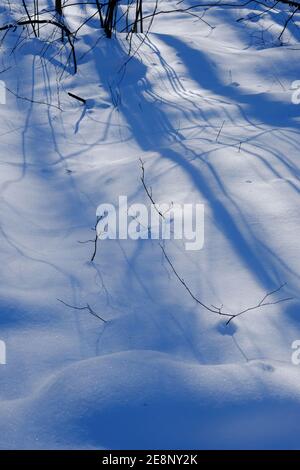 Tree shadows fall on fresh snow in the afternoon sun. Ottawa, Ontario, Canada. Stock Photo