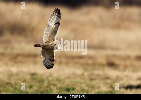 Short-eared owl (Asio flammeus) in flight hunting over grassland, Edison, Skagit County, Washington, USA Stock Photo