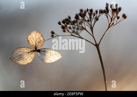 Hydrangea arborescens flower head, commonly known as smooth hydrangea or wild hydrangea - Asheville, North Carolina USA Stock Photo