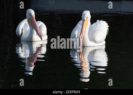 Pair of White Pelicans have beaks turned toward each other with reflection showing in pond water. Stock Photo