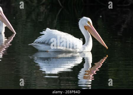 White Pelican swimming to right side of estuary water with beak reflecting in the surface. Stock Photo