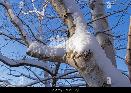 snow covered birch tree in Winter in Neugraben Heath, Harburg, Hamburg, Germany Stock Photo
