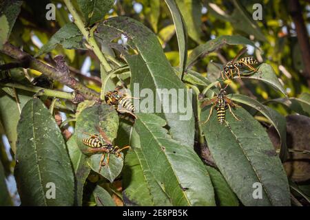 group of wasps on the leaves of a tree Stock Photo