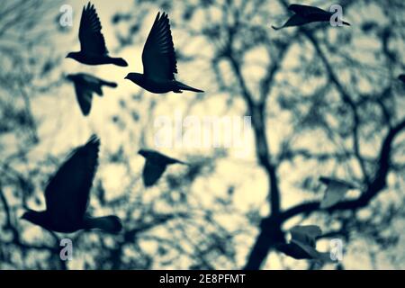Silhouettes of flying doves, pigeons against tree branches and sunset sky Stock Photo
