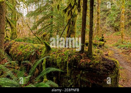 This is a nurese log with young trees growing out of it in the Salmon-Huckleberry Wilderness in Oregon.  The area is a temperate rainforest. Stock Photo