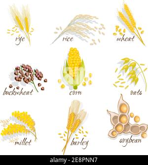 Cereals icon set with rye rice wheat corn oats millet soybean ear of grain vector illustration Stock Vector