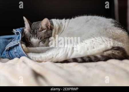 An adorable white pet cat  sleeping in someone's blue jeans on a bed.  Snuggled and comfy. Stock Photo