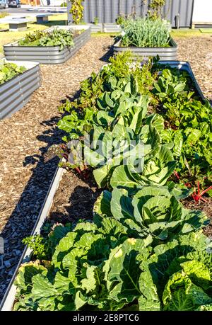 Raised vegetable beds in urban Community city Garden, Australia, NSW Stock Photo