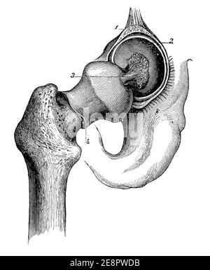 The hip joint. Illustration of the 19th century. Germany. White background. Stock Photo