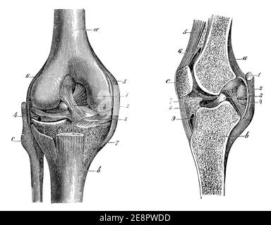 Knee joint, front view (left) and sectional view (right). Illustration of the 19th century. Germany. White background. Stock Photo