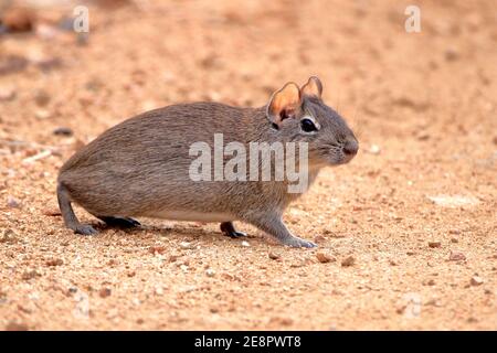 photo of a Brazilian guinea pig (Galea spixii) in the midst of wildlife, Northeastern Caatinga in Brazil Stock Photo