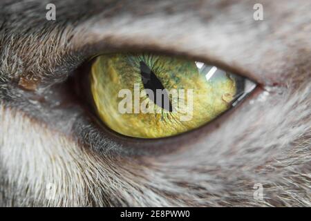 Detail of one eye of a grey fur cat Stock Photo