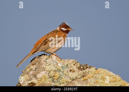 Pine Bunting (Emberiza leucocephalos), adult male sitting on rock, Lake Huvsgol, Mongolia Stock Photo